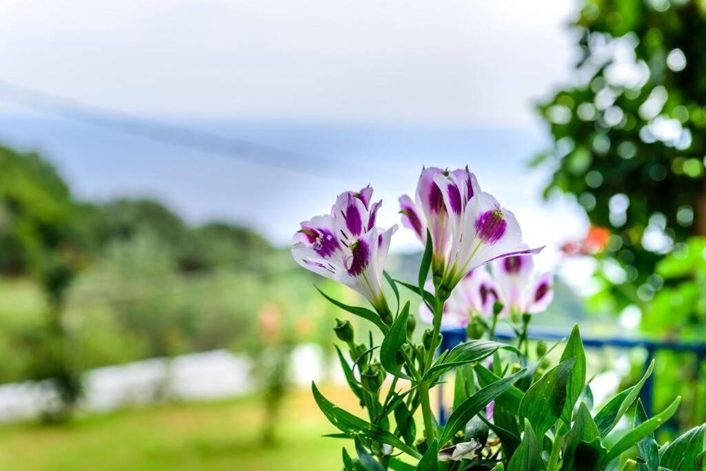 Villa Panorama Λυγιά Εξωτερικό φωτογραφία